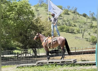 American Quarter Horse, Mare, 9 years, 15 hh, Roan-Bay