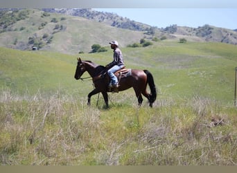 American Quarter Horse, Mare, 9 years, 15 hh, Roan-Bay