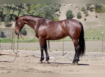 American Quarter Horse, Mare, 9 years, 15 hh, Roan-Bay