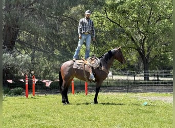 American Quarter Horse, Mare, 9 years, 15 hh, Roan-Bay
