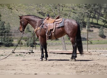 American Quarter Horse, Mare, 9 years, 15 hh, Roan-Bay