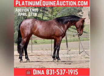 American Quarter Horse, Mare, 9 years, 15 hh, Roan-Bay