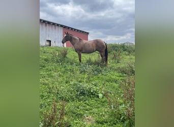American Quarter Horse, Mare, 9 years, 15 hh, Roan-Red