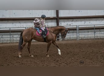 American Quarter Horse, Mare, 9 years, 15 hh, Sorrel