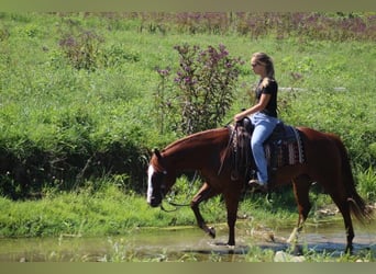 American Quarter Horse, Mare, 9 years, 15 hh, Sorrel