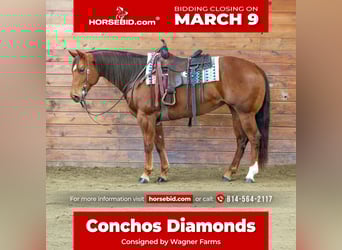 American Quarter Horse, Mare, 9 years, 15 hh, Sorrel