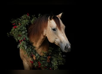 American Quarter Horse, Mare, 9 years, 15,2 hh, Buckskin