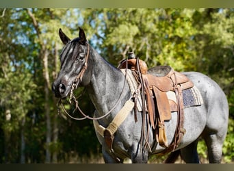 American Quarter Horse, Mare, 9 years, 15,2 hh, Roan-Blue