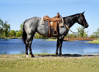 American Quarter Horse, Mare, 9 years, 15,2 hh, Roan-Blue