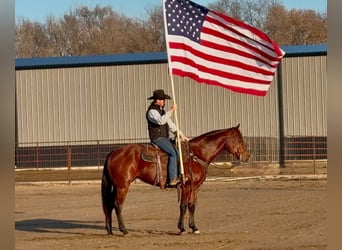 American Quarter Horse, Mare, 9 years, 15,3 hh, Bay