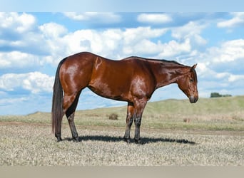 American Quarter Horse, Mare, 9 years, 15,3 hh, Bay