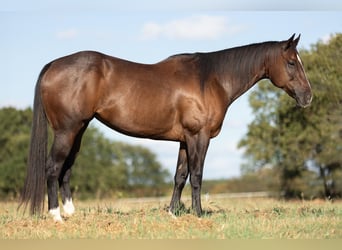 American Quarter Horse, Stute, 9 Jahre, 16,3 hh, Brauner