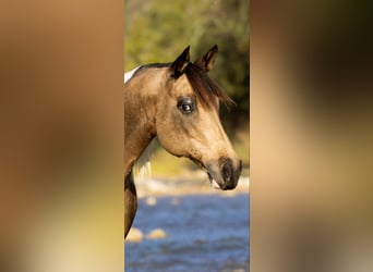 American Quarter Horse, Mare, 9 years, Buckskin