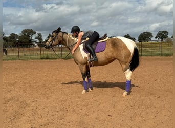 American Quarter Horse, Mare, 9 years, Buckskin