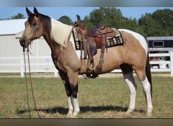 American Quarter Horse, Mare, 9 years, Buckskin