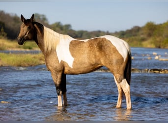 American Quarter Horse, Mare, 9 years, Buckskin