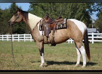 American Quarter Horse, Mare, 9 years, Buckskin