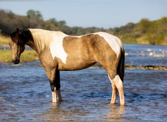 American Quarter Horse, Mare, 9 years, Buckskin