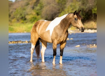 American Quarter Horse, Mare, 9 years, Buckskin