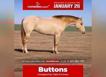 American Quarter Horse, Mare, 9 years, Champagne