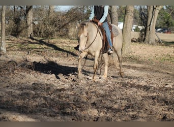 American Quarter Horse, Mare, 9 years, Champagne