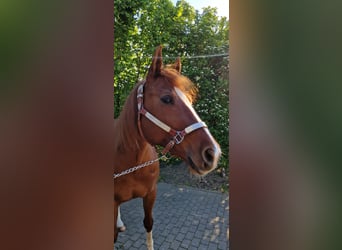 American Quarter Horse, Mare, 9 years, Chestnut-Red