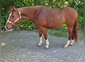 American Quarter Horse, Mare, 9 years, Chestnut-Red