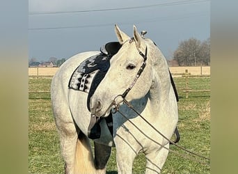 American Quarter Horse, Mare, 9 years, Gray