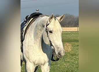 American Quarter Horse, Mare, 9 years, Gray