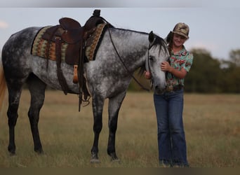American Quarter Horse, Mare, 9 years, Grey