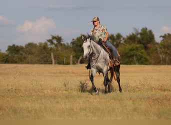 American Quarter Horse, Mare, 9 years, Grey