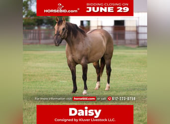 American Quarter Horse, Mare, 9 years, Grullo