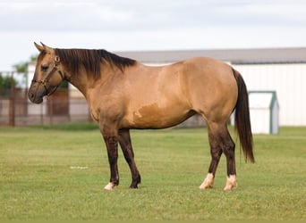 American Quarter Horse, Mare, 9 years, Grullo