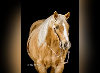 American Quarter Horse, Mare, 9 years, Palomino
