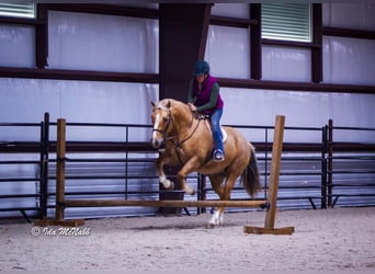 American Quarter Horse, Mare, 9 years, Palomino