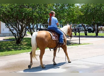 American Quarter Horse, Mare, 9 years, Palomino