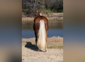 American Quarter Horse, Mare, 9 years, Palomino