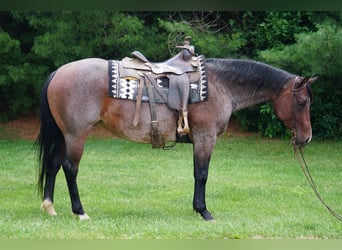 American Quarter Horse, Mare, 9 years, Roan-Bay