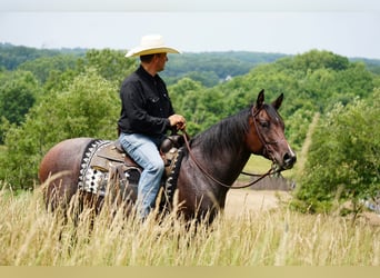 American Quarter Horse, Mare, 9 years, Roan-Bay