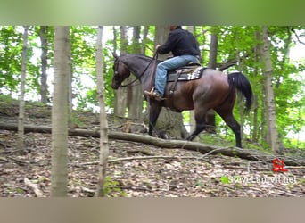 American Quarter Horse, Mare, 9 years, Roan-Bay