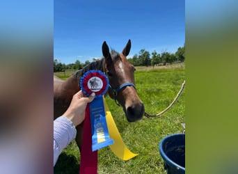 American Quarter Horse, Mare, 9 years, Roan-Bay