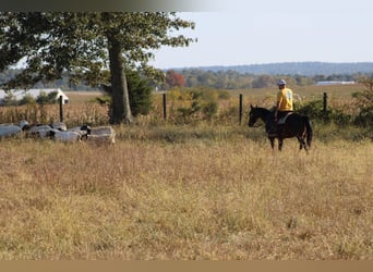 American Quarter Horse, Mare, 9 years, Roan-Bay