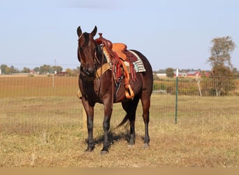 American Quarter Horse, Mare, 9 years, Roan-Bay