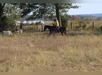 American Quarter Horse, Mare, 9 years, Roan-Bay