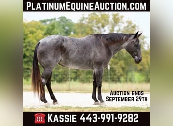 American Quarter Horse, Mare, 9 years, Roan-Blue