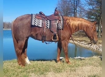 American Quarter Horse, Mare, 9 years, Roan-Red