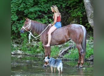 American Quarter Horse, Mare, 9 years, Roan-Red