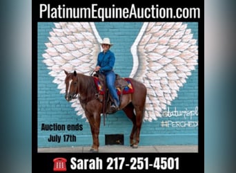 American Quarter Horse, Mare, 9 years, Roan-Red