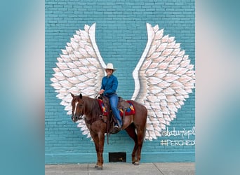 American Quarter Horse, Mare, 9 years, Roan-Red