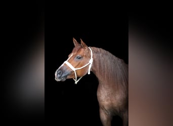 American Quarter Horse, Mare, 9 years, Roan-Red